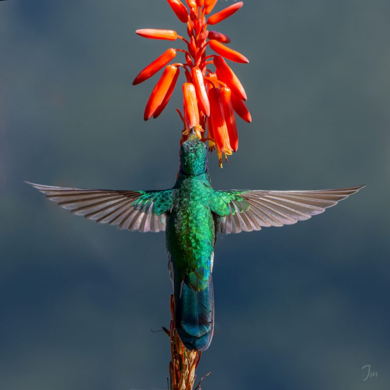 colibri coruscans